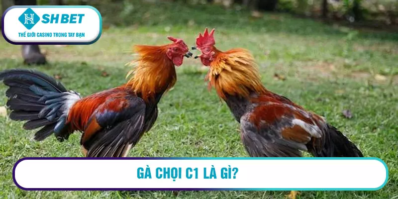 Casino đá gà C1 uy tín, chất lượng cược cao 1 Gà chọi C1 là gì?